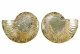Cut & Polished Crystal-Filled Ammonite Fossil - Madagascar #364926-1